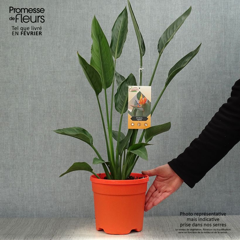 Spécimen de Strelitzia reginae - Oiseau de Paradis Pot de 2L/3L tel que livré en hiver