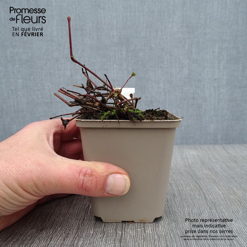 Spécimen de Strobilanthes attenuata Blue Carpet - Strobilanthe Godet de 8/9 cm tel que livré en hiver