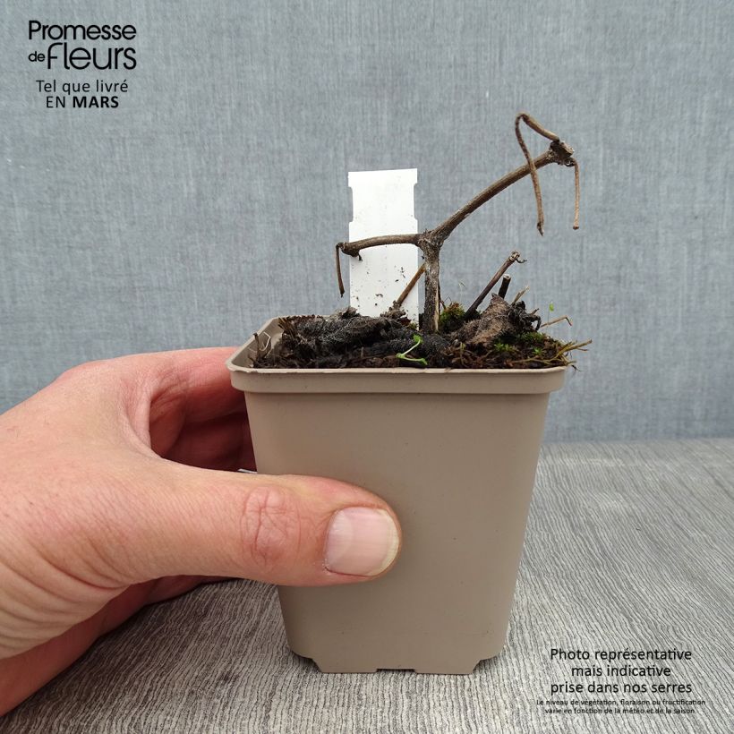 Spécimen de Strobilanthes attenuata - Strobilanthe Godet de 8/9 cm tel que livré en hiver