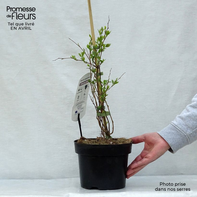 Spécimen de Styrax japonica Evening Light - Styrax japonais Pot de 3L/4L tel que livré au printemps