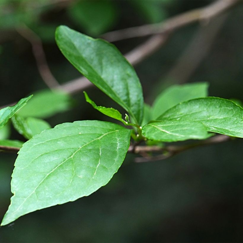 Styrax japonica Fargesii - Styrax japonais (Feuillage)