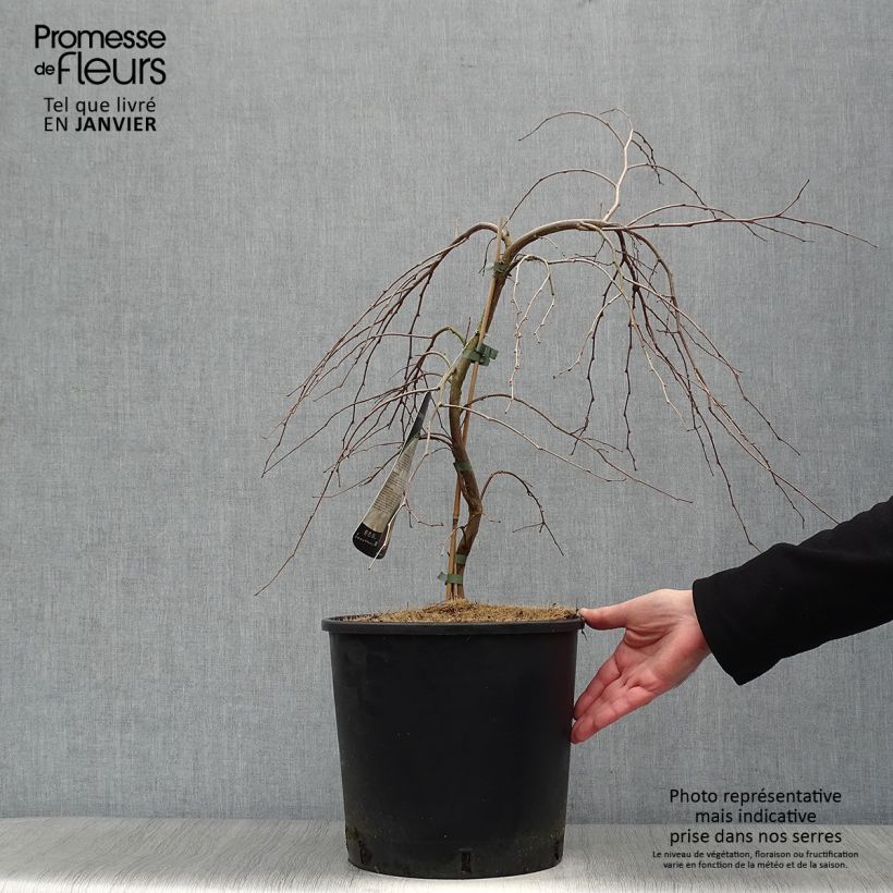 Spécimen de Styrax japonica Fragrant Fountain Pot de 12L/15L tel que livré en hiver