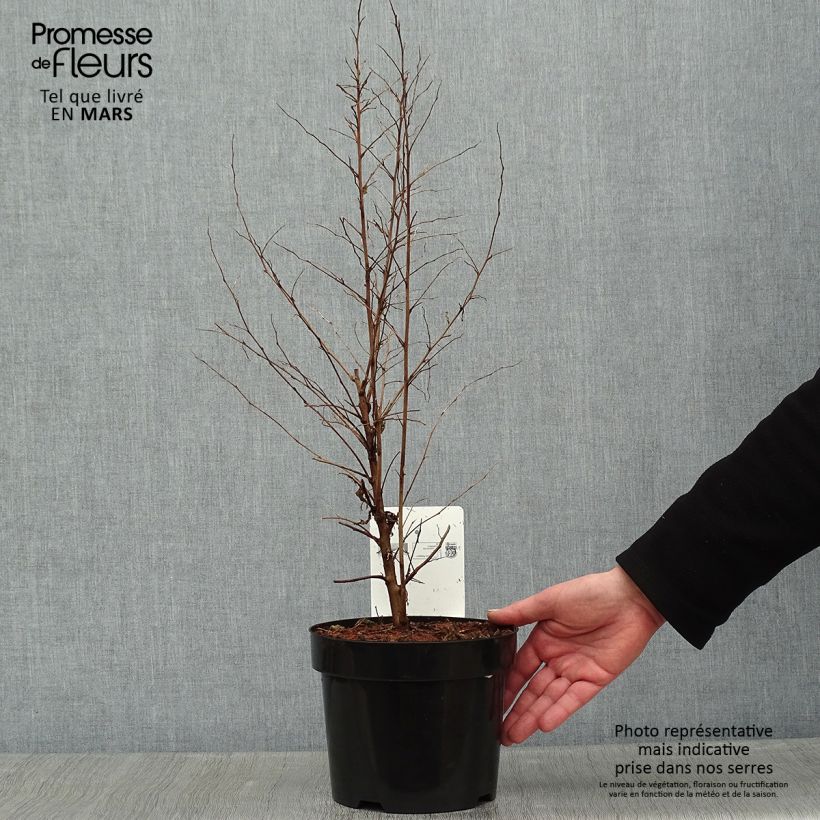 Spécimen de Styrax japonica - Styrax japonais Pot de 3L/4L tel que livré en hiver