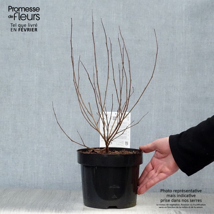 Spécimen de Sumac aromatique - Rhus aromatica Gro-Low Pot de 3L/4L tel que livré en hiver