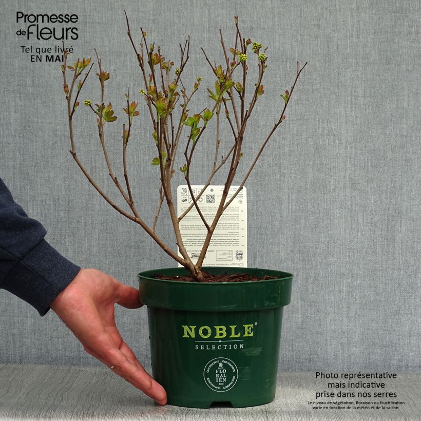 Spécimen de Sumac aromatique - Rhus aromatica Gro-Low Pot de 3L/4L tel que livré au printemps