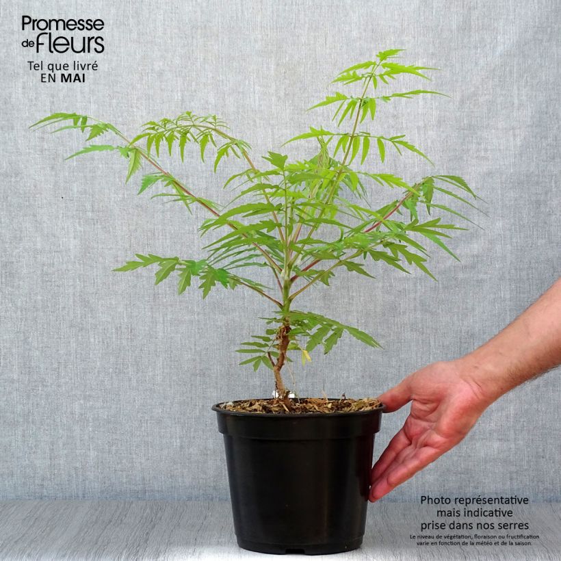 Spécimen de Sumac de Virginie Tiger Eyes - Rhus typhina Pot de 3L/4L tel que livré au printemps