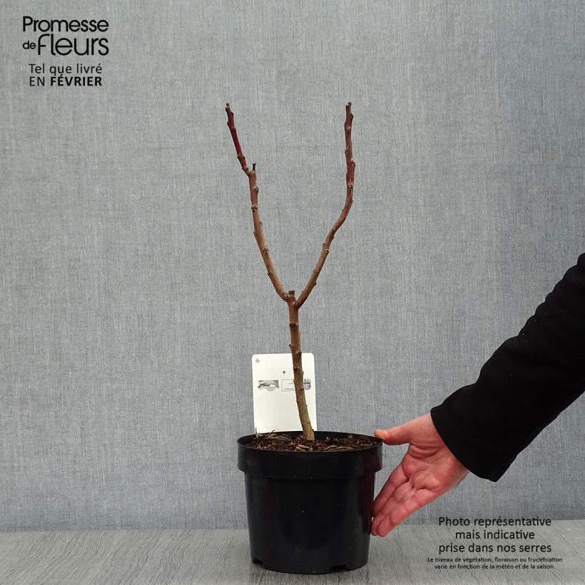 Spécimen de Sumac lacinié - Rhus glabra Laciniata Pot de 3L/4L tel que livré en hiver