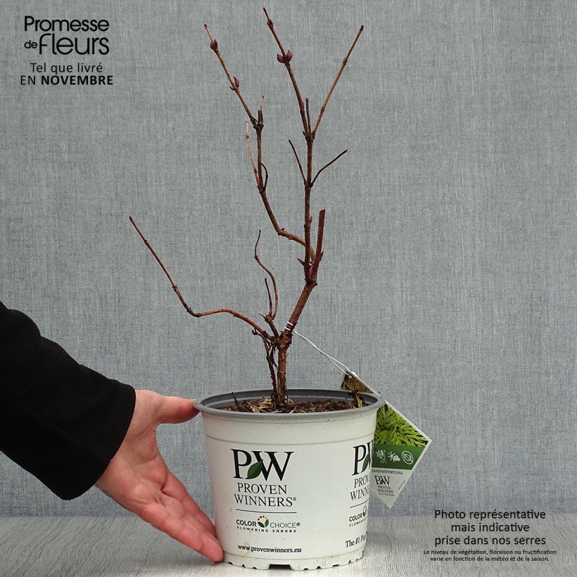 Spécimen de Sureau à grappes - Sambucus racemosa Lemony Lace Pot de 2L/3L tel que livré en automne