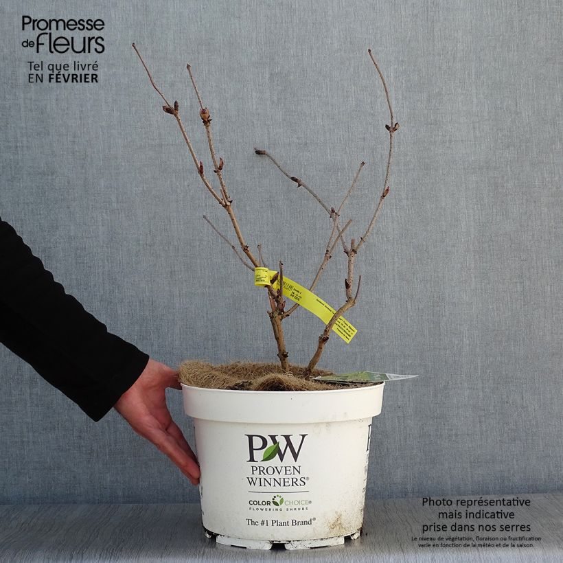 Spécimen de Sureau à grappes - Sambucus racemosa Lemony Lace Pot de 7,5L/10L tel que livré en hiver