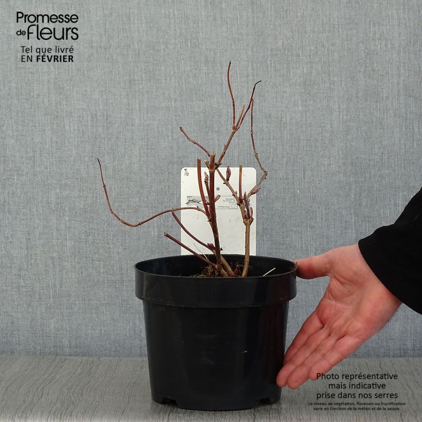 Spécimen de Sureau à grappes - Sambucus racemosa Welsh Gold Pot de 3L/4L tel que livré en hiver