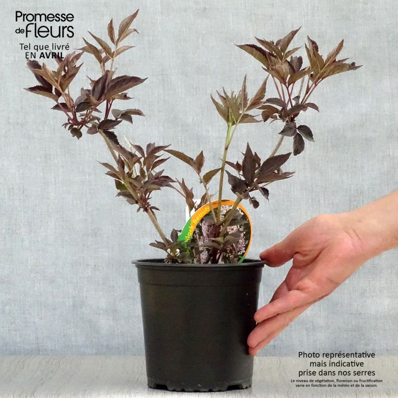 Spécimen de Sureau noir - Sambucus nigra Black Beauty (Gerda) Pot de 2L/3L tel que livré au printemps
