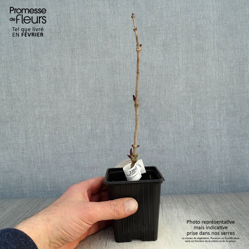 Spécimen de Sureau noir - Sambucus nigra Black Lace (Eva) Godet de 8/9 cm tel que livré en hiver