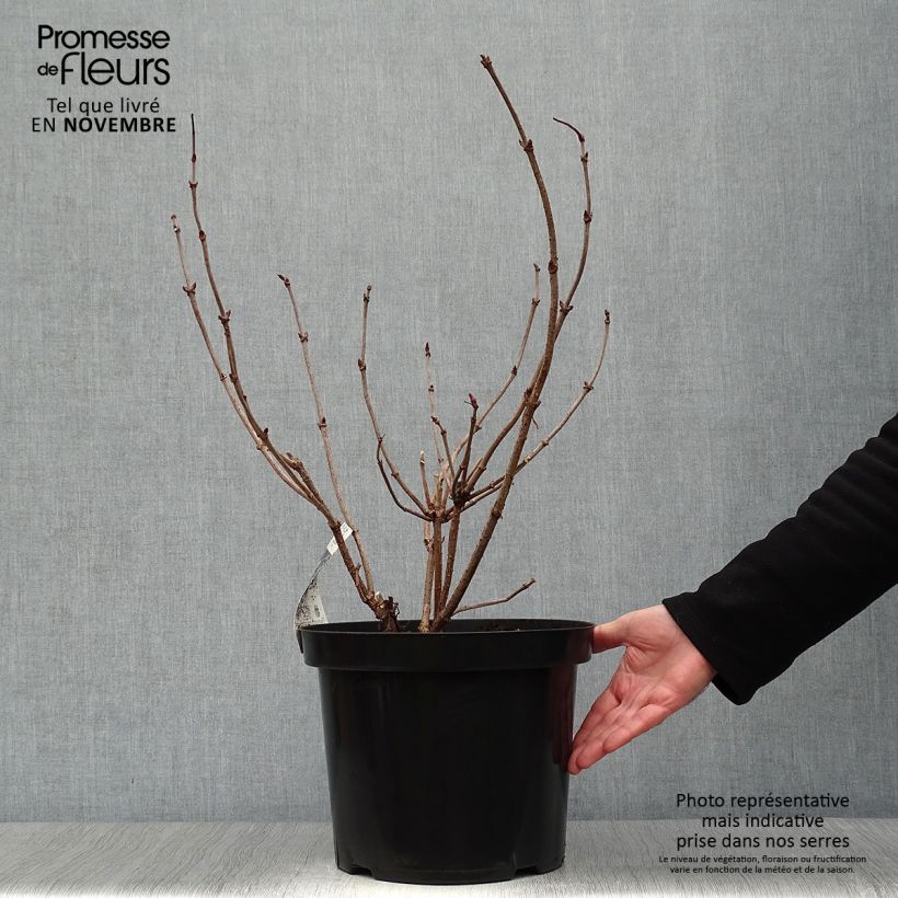 Spécimen de Sureau noir - Sambucus nigra Black Lace (Eva) Pot de 6L/7L tel que livré en automne