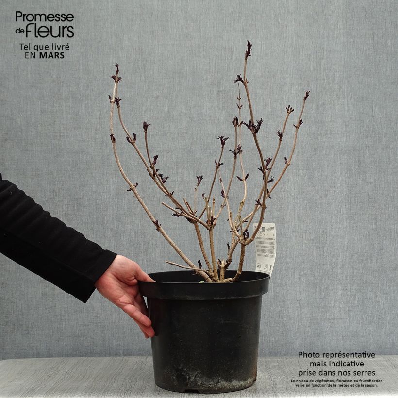 Spécimen de Sureau noir - Sambucus nigra Black Lace (Eva) Pot de 6L/7L tel que livré en hiver