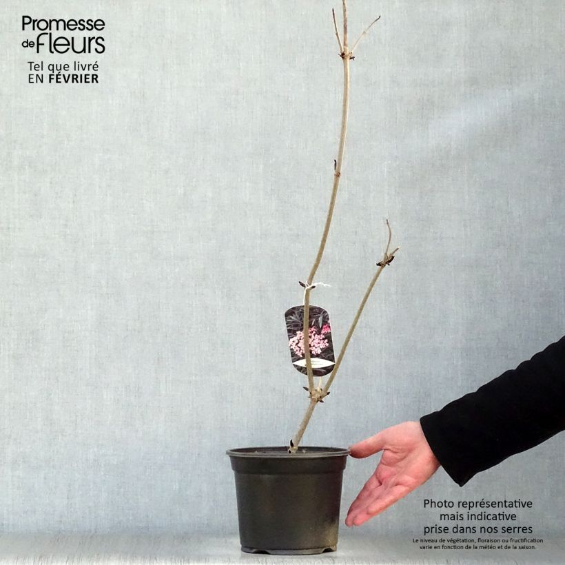 Spécimen de Sureau noir - Sambucus nigra Black Lace (Eva) Pot de 2L/3L tel que livré en hiver