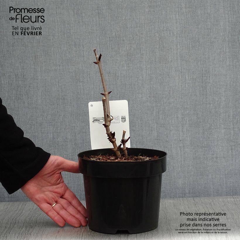 Spécimen de Sureau noir - Sambucus nigra Black Tower Pot de 3L/4L tel que livré en hiver