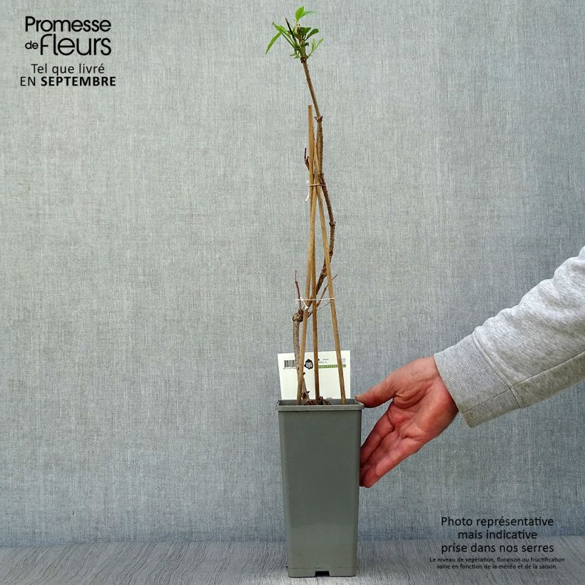 Spécimen de Sureau noir - Sambucus nigra Haschberg Pot de 1,5L/2L, Buisson tel que livré en automne