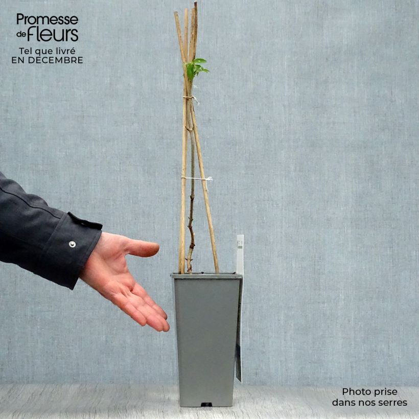 Spécimen de Sureau noir - Sambucus nigra Haschberg Pot de 1,5L/2L, Buisson tel que livré en hiver