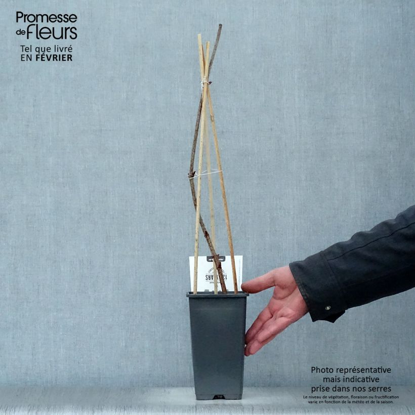 Spécimen de Sureau noir - Sambucus nigra Korsor Pot de 1,5L/2L, Buisson tel que livré en hiver