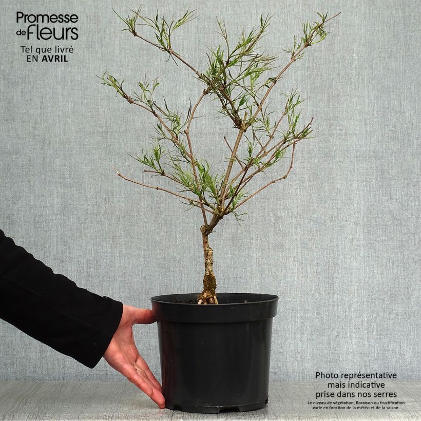 Spécimen de Sureau noir - Sambucus nigra Linearis Pot de 3L/4L tel que livré au printemps