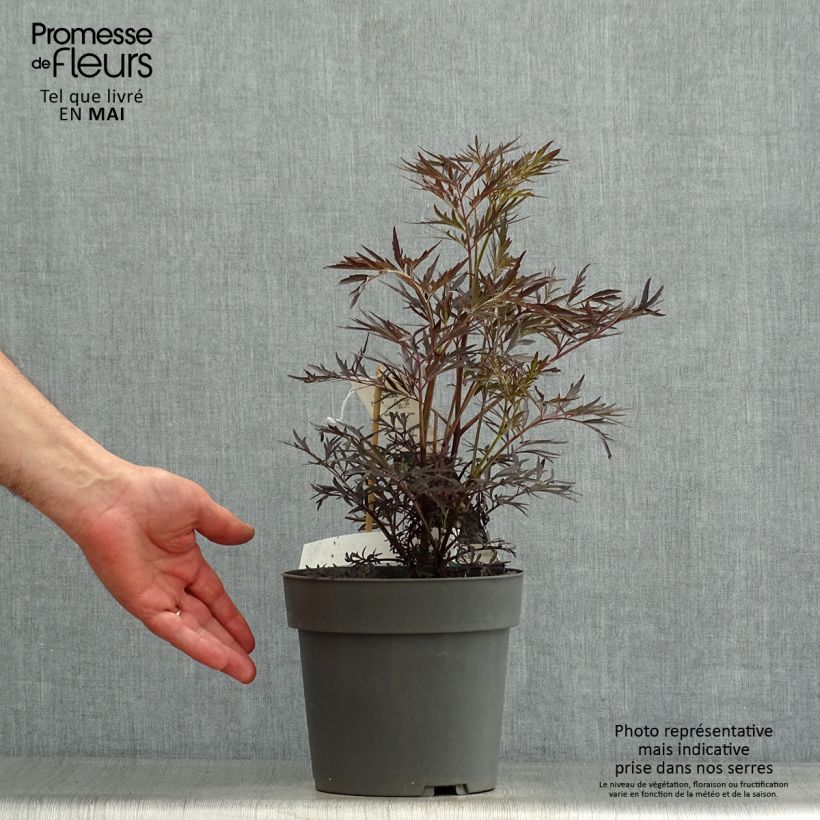 Spécimen de Sureau noir - Sambucus nigra Straight Laced Pot de 3L/4L tel que livré au printemps