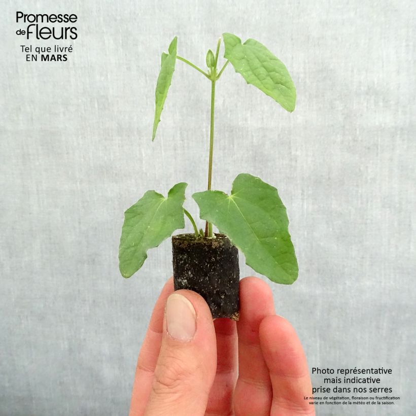 Spécimen de Suzanne jaune aux yeux noirs - Thunbergia alata Mini-motte Ø 3/4 cm, Plant vert de 5 à 10 cm de haut tel que livré au printemps
