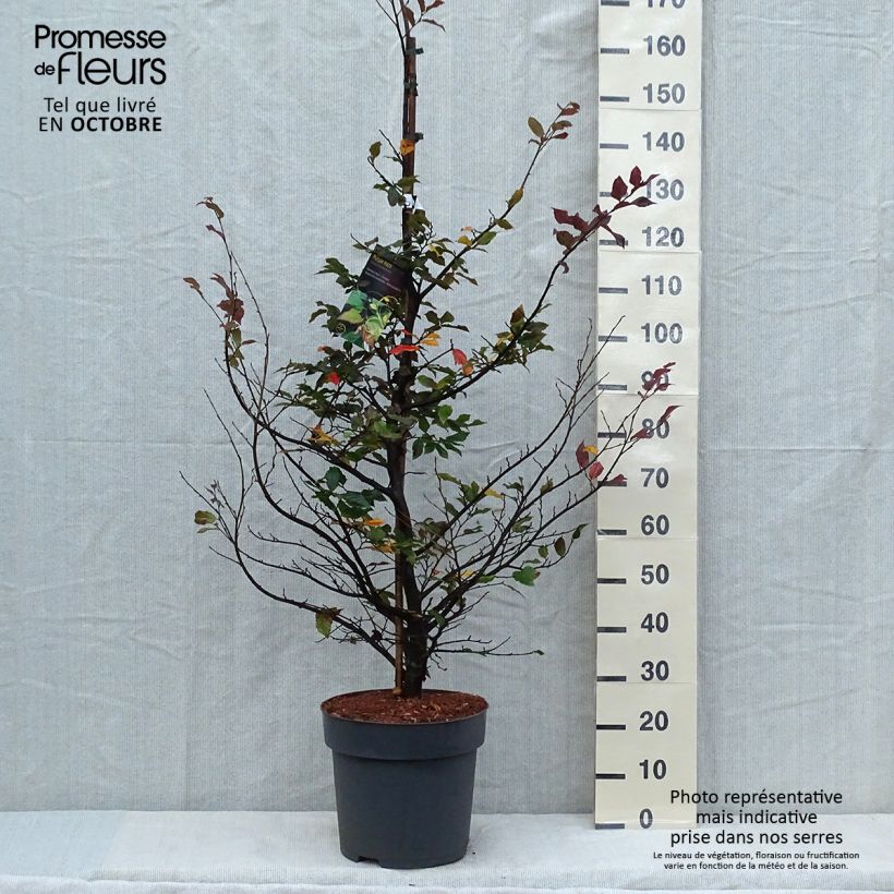 Spécimen de Sycoparrotia semidecidua Purple Haze  Pot de 12L/15L tel que livré en automne