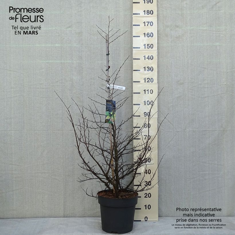 Spécimen de Sycoparrotia semidecidua Purple Haze  Pot de 12L/15L tel que livré en hiver