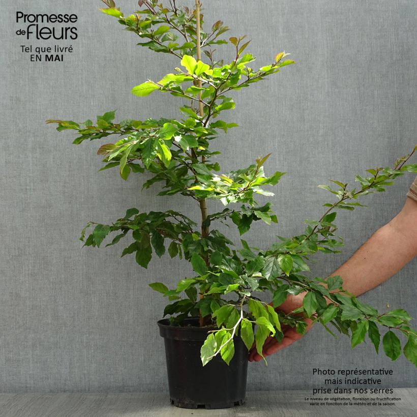 Spécimen de Sycoparrotia semidecidua Purple Haze  Pot de 4L/5L tel que livré au printemps