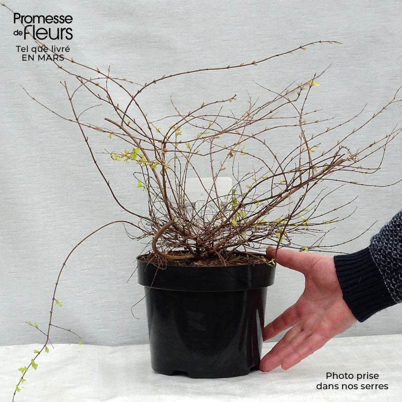 Symphorycarpos chenaultii Brain de Soleil - Sinforicarpo Vaso da 3L/4L esemplare consegnato in primavera