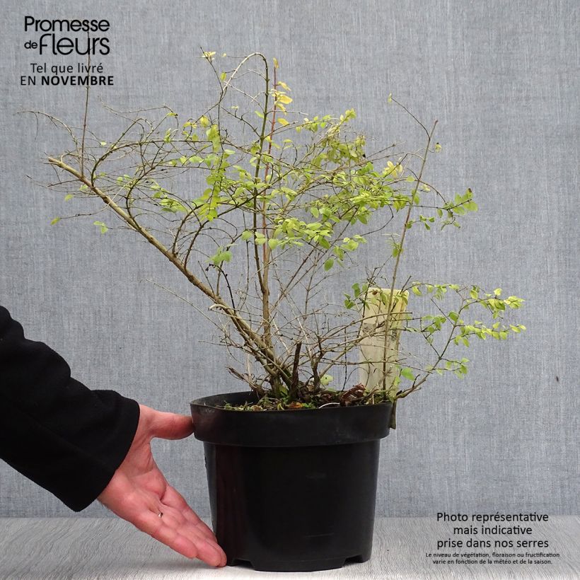 Spécimen de Symphoricarpos chenaulti  Brain de Soleil - Symphorine Pot de 3L/4L tel que livré en automne