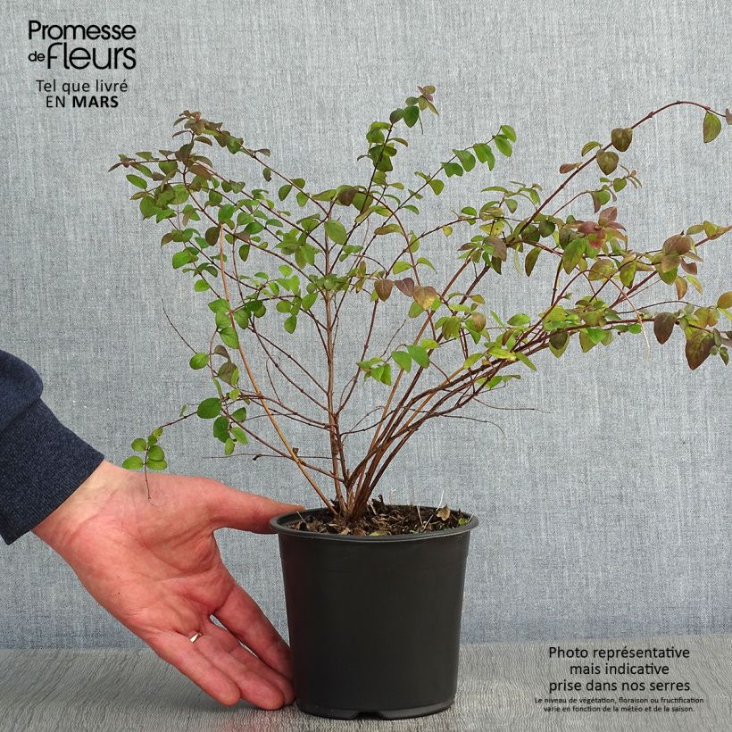 Spécimen de Symphoricarpos chenaultii Hancock - Symphorine de Chenault Pot de 1L/1,5L tel que livré en hiver