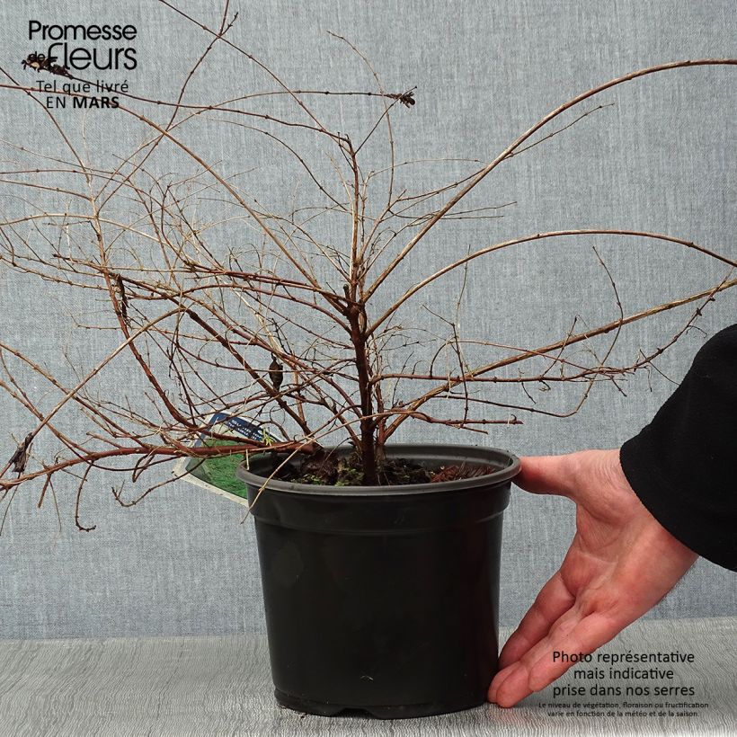 Spécimen de Symphoricarpos chenaultii Hancock - Symphorine de Chenault Pot de 2L/3L tel que livré en hiver