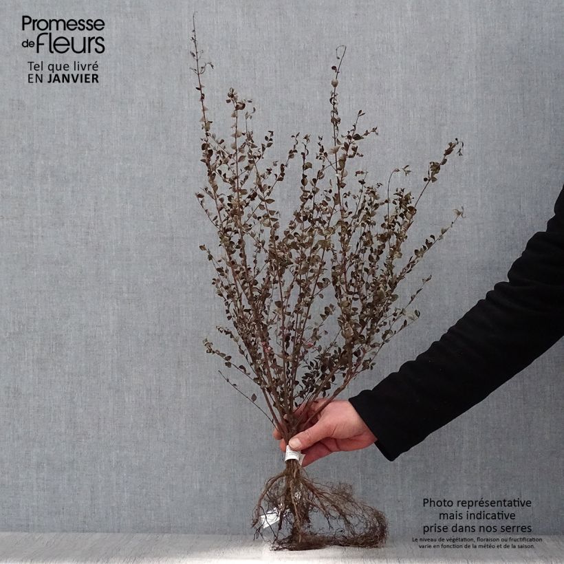 Spécimen de Symphoricarpos chenaultii - Symphorine de Chenault Petites Racines nues, Ramifié tel que livré en hiver