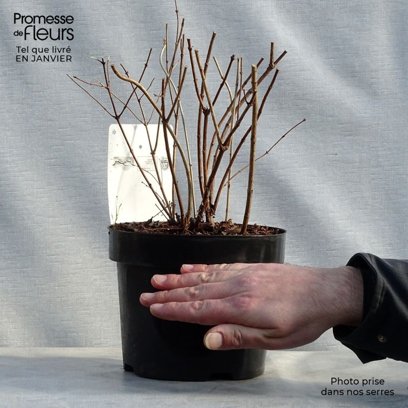 Spécimen de Symphorine - Symphoricarpos doorenbosii Amethyst Pot de 2L/3L tel que livré en hiver