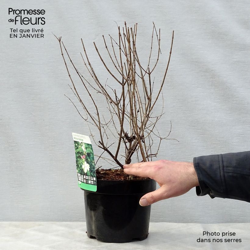 Spécimen de Symphorine - Symphoricarpos doorenbosii White Hedge Pot de 2L/3L tel que livré en hiver