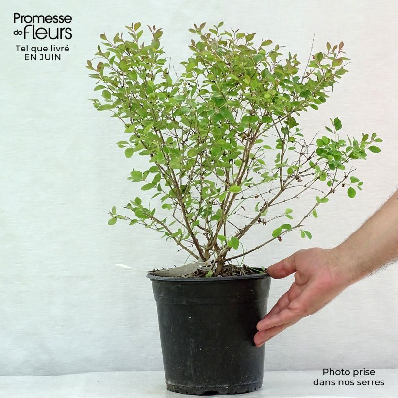 Spécimen de Symphorine Magical ® Galaxy - Symphorycarpos doorenboosii  Pot de 3L/4L tel que livré en été