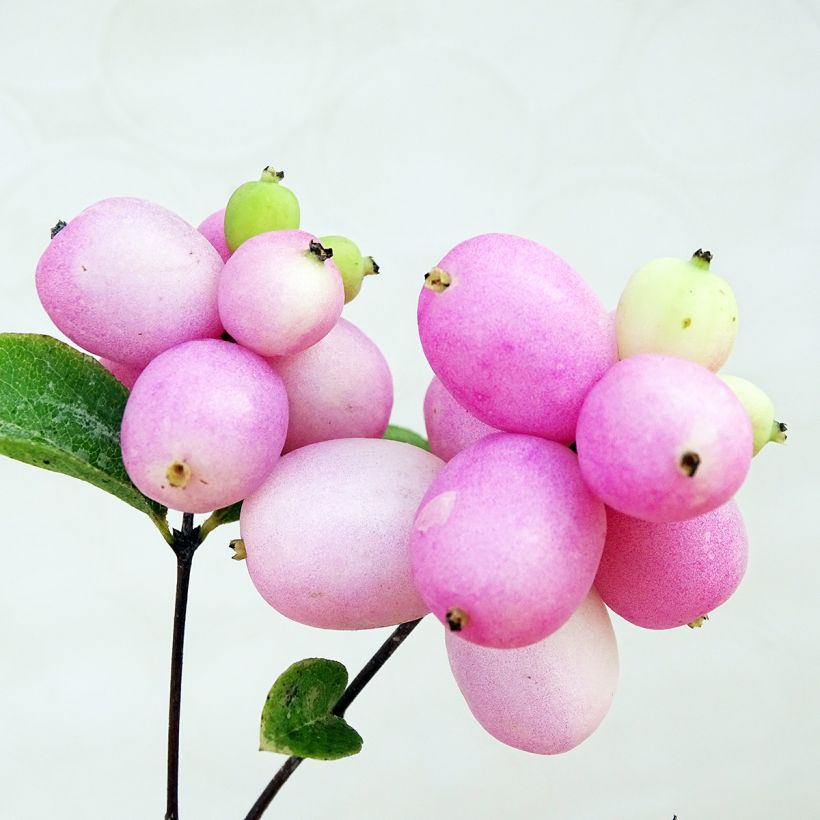 Symphorine Mother of Pearl - Symphorycarpos doorenboosii  (Récolte)