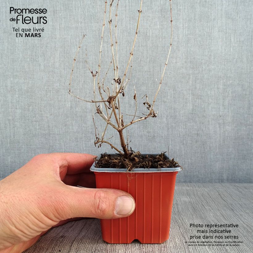 Spécimen de Symphorine Mother of Pearl - Symphorycarpos doorenboosii  Godet de 8/9 cm tel que livré en hiver