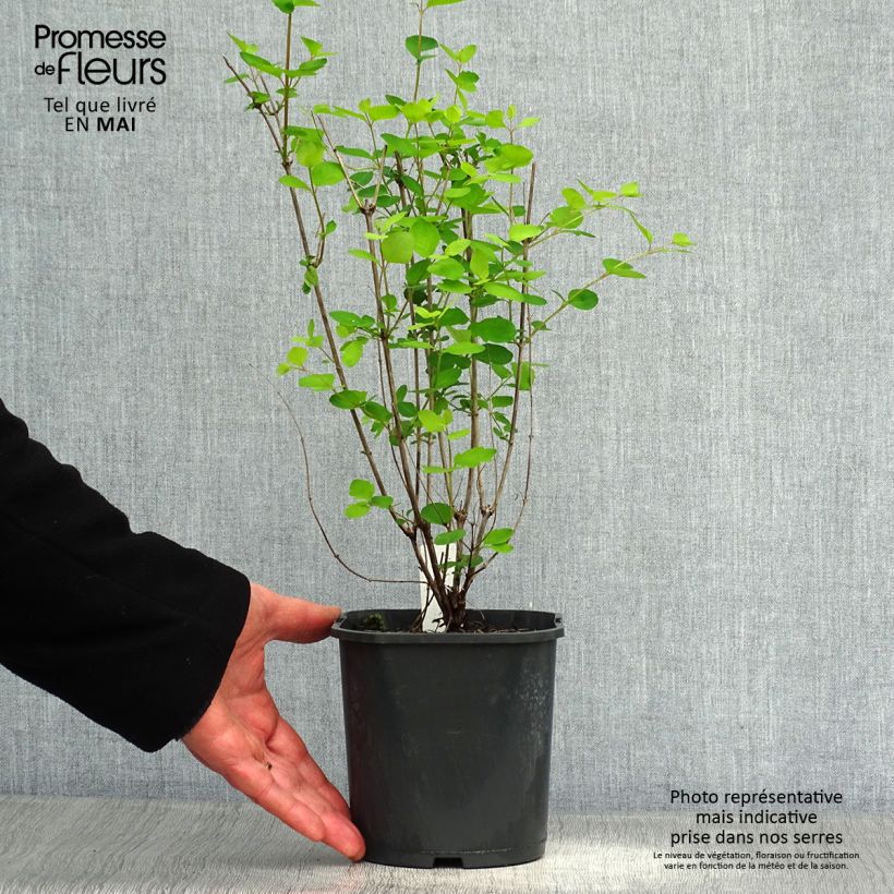 Spécimen de Symphorine Mother of Pearl - Symphorycarpos doorenboosii  Pot de 2L/3L tel que livré au printemps