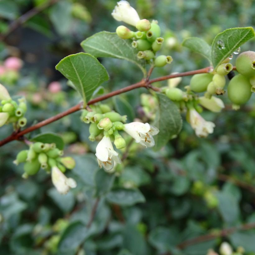 Symphorine - Symphoricarpos doorenbosii Amethyst (Floraison)