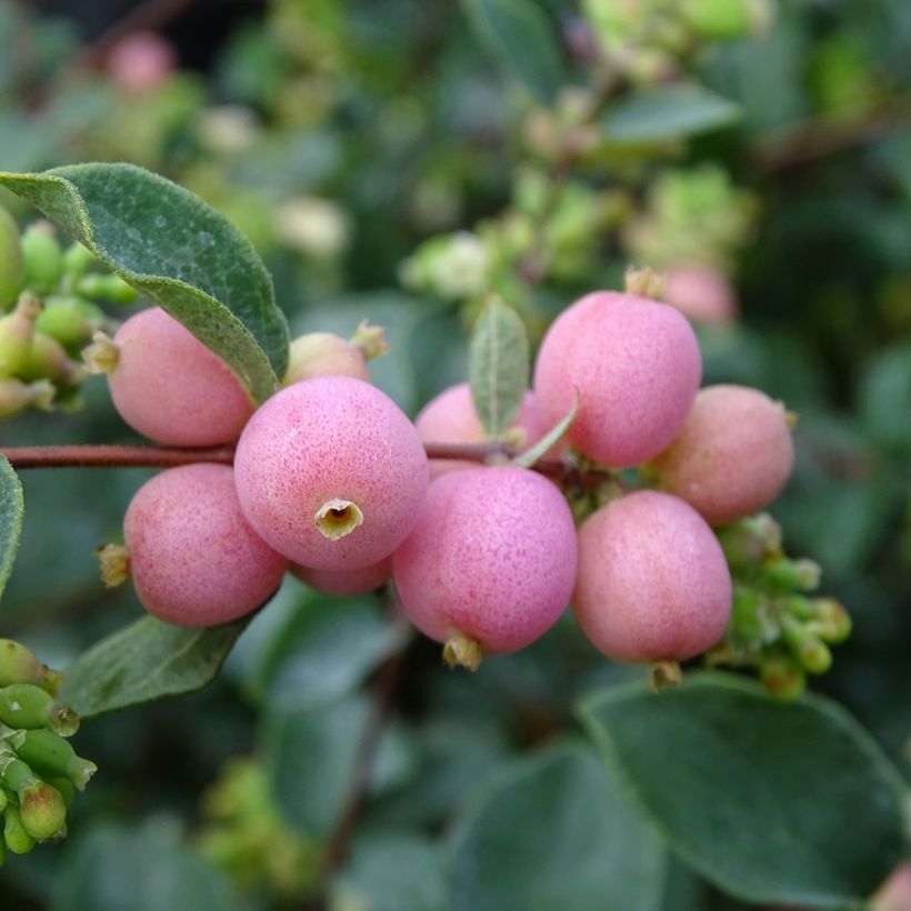 Symphorine - Symphoricarpos doorenbosii Amethyst (Récolte)