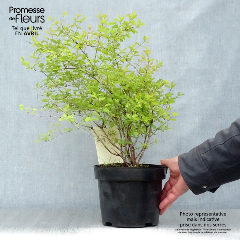 Spécimen de Symphorine - Symphoricarpos doorenbosii Amethyst Pot de 2L/3L tel que livré au printemps