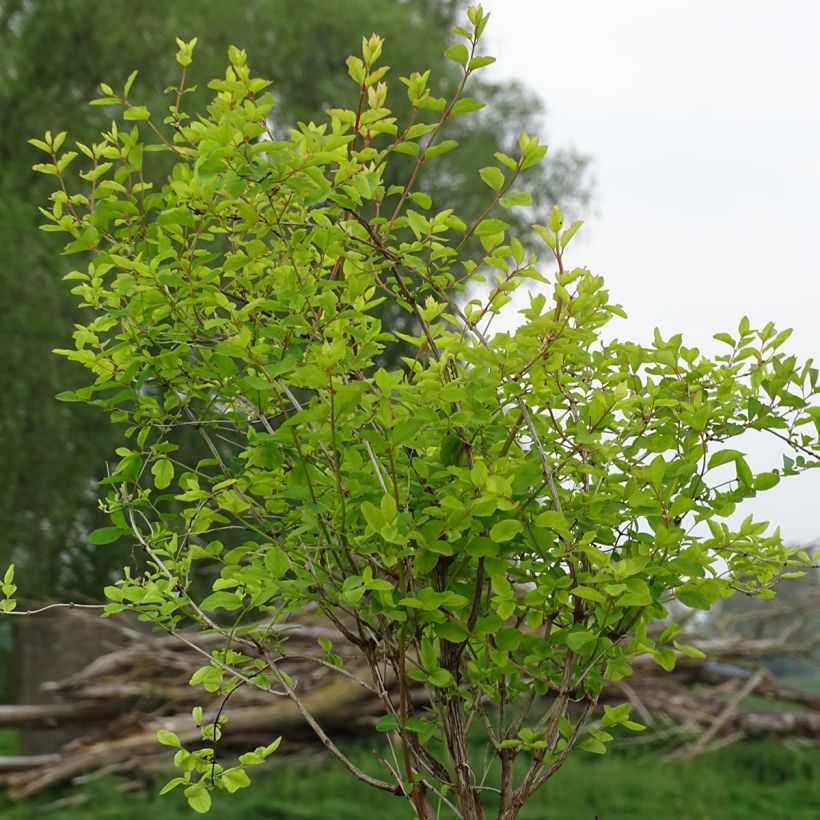 Symphorine - Symphoricarpos doorenbosii Amethyst (Port)