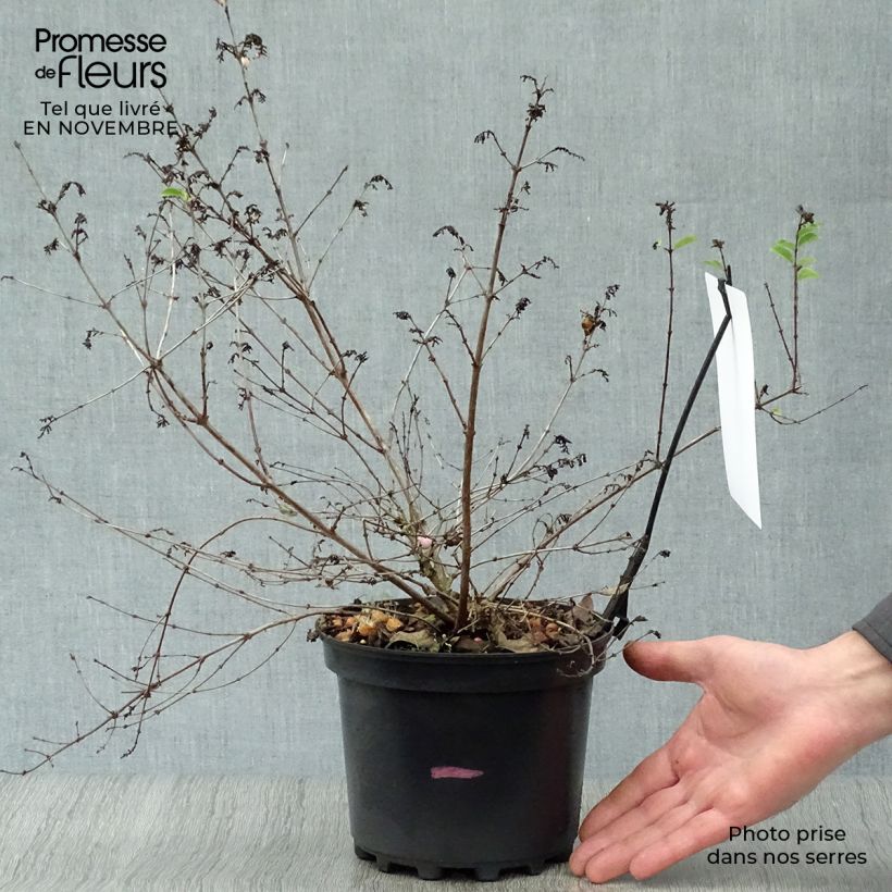 Spécimen de Symphorine, Symphoricarpos doorenbosii  Magical Candy Pot de 2L/3L tel que livré en automne