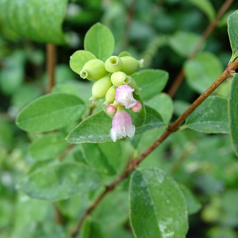 Symphorine - Symphoricarpos doorenbosii White Hedge (Floraison)