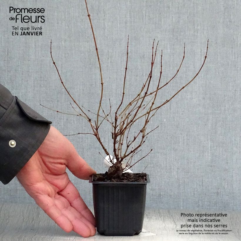 Spécimen de Symphorine - Symphoricarpos doorenbosii White Hedge Godet de 8/9 cm tel que livré en hiver