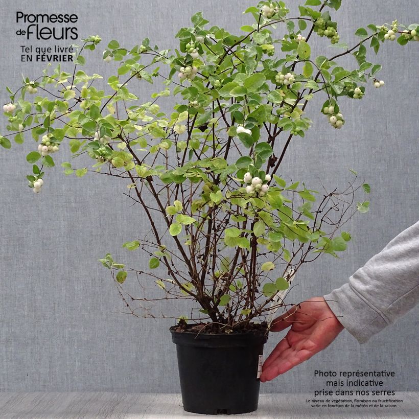 Spécimen de Symphorine - Symphoricarpos doorenbosii White Hedge Pot de 2L/3L tel que livré en automne