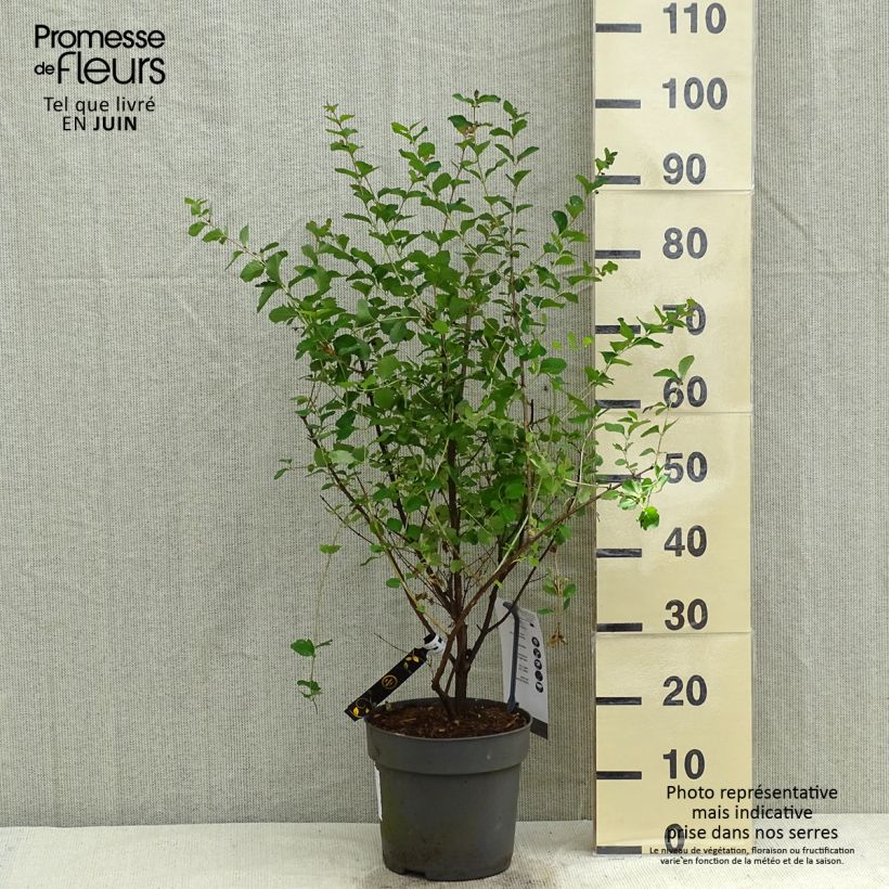 Spécimen de Symphorine - Symphoricarpos orbiculatus Symphony Rave Pot de 4L/5L tel que livré au printemps
