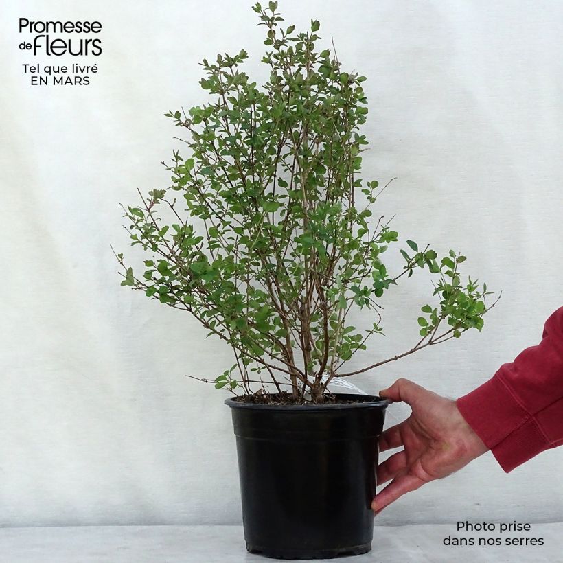 Spécimen de Symphorine - Symphoricarpos x doorenbosii Magical Sweet Pot de 4L/5L tel que livré en hiver